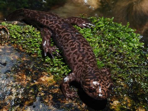 salamanders in idaho|idaho giant salamander scientific name.